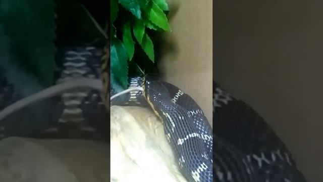 Amurnatter - Elaphe Schrenckii - Manchurian Black Racer - Russian Rat Snakes