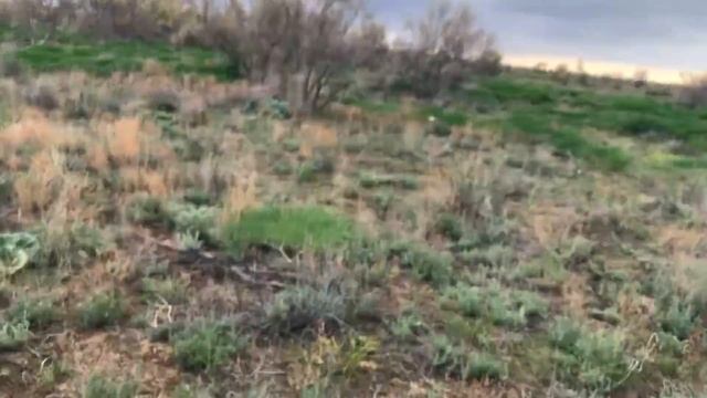 Как и где собирать грибы??? весной в степи, конец апреля fisherman 8 смотреть онлайн