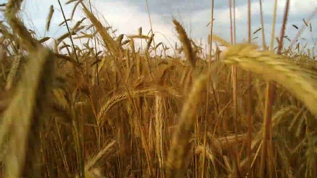 Рожь смотреть онлайн
