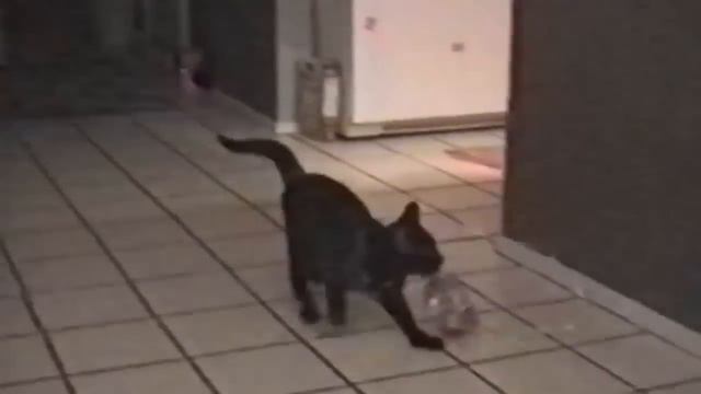 Funny Scaredy Cats Compilation! - (READ DESCRIPTION) 👇🔥 смотреть онлайн