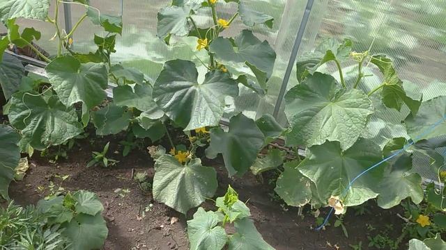 Перцы, баклажаны, томаты и огурцы цветут! смотреть онлайн