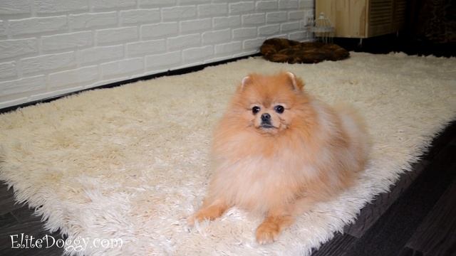 Мальчик померанского шпица рыжего окраса, видео смотреть онлайн