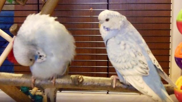 Волнистый попугай. Пара.Порода "ЧЕХ" смотреть онлайн