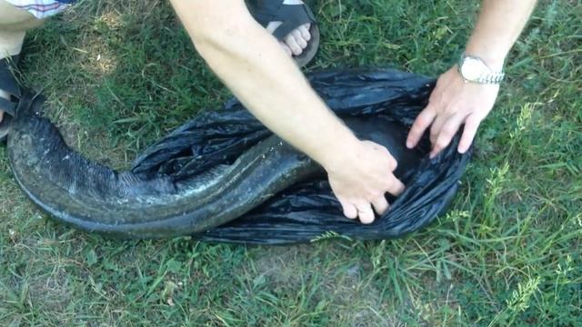 Зарыбление сомом реки Оскол смотреть онлайн