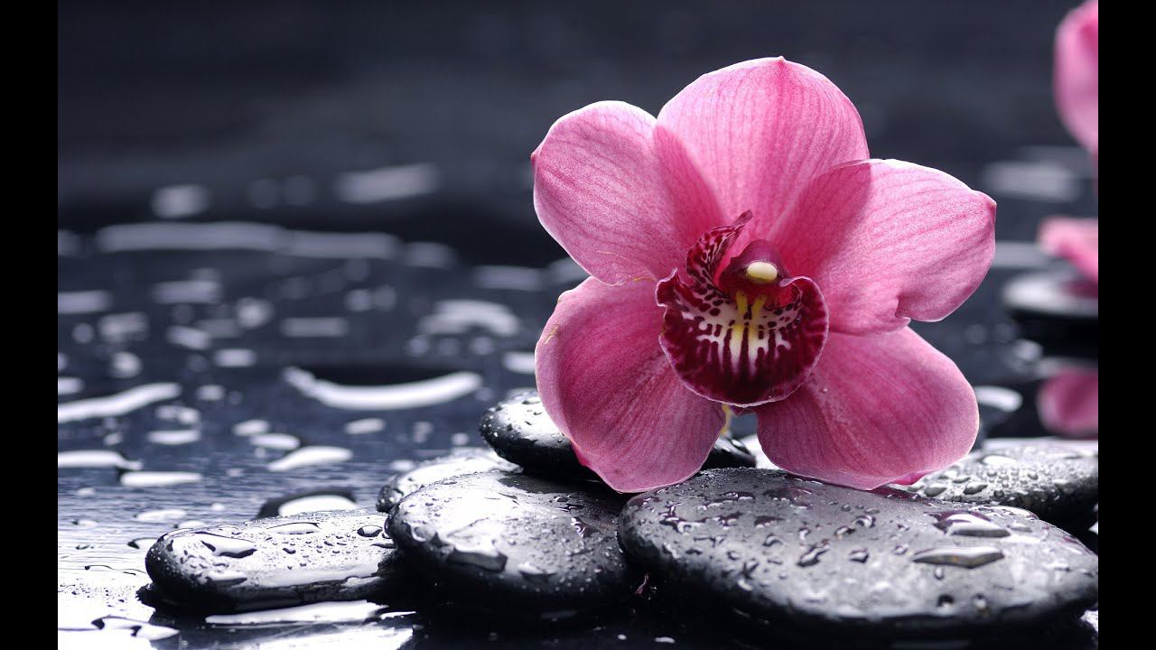 Клип для флориста смотреть онлайн