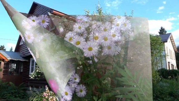 Дача / Dacha 2018