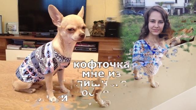 Одежда для маленьких собак своими руками. смотреть онлайн