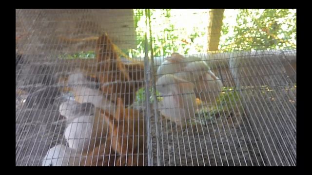 Пропаивание кроликов ЙОДОМ! Soldering Of Rabbits By Iodine!