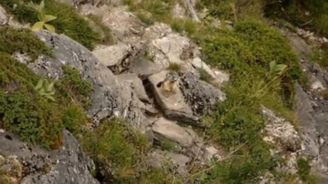 La marmotte смотреть онлайн