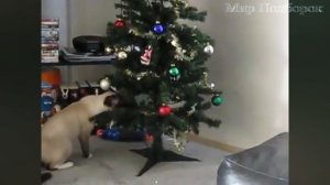 Смешные Кошки и Новогодние Елки - Кошки против Новогодних Елок