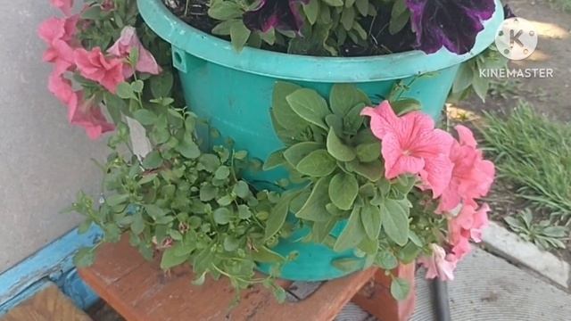 Сибирь. Вынесла все подвесы, вазоны, горшки на постоянное место. Обзор. смотреть онлайн