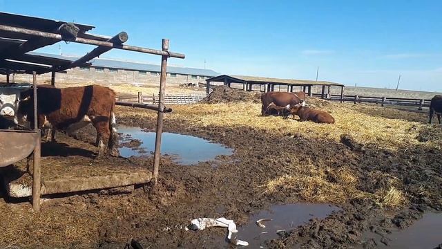Герефорд VS казахская белоголовая Купить КРС можно у нас +79656176005 смотреть онлайн
