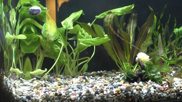 Запуск аквариума LAGUNA AQUAMARINE 450B - Продолжаем смотреть онлайн