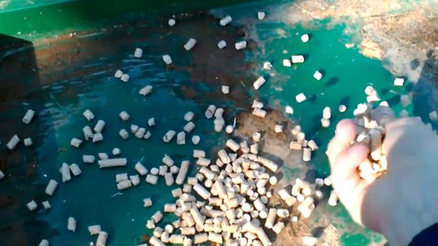 1 случай из жизни морской свинки по кличке Хомяк смотреть онлайн
