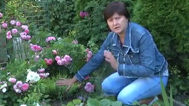 Можжевельник Лайм Глоу (Lime Glow) смотреть онлайн