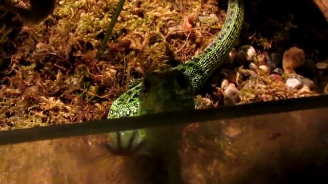 Прыткие ящерицы (Lacerta agilis), пара в нашем террариуме смотреть онлайн