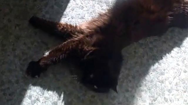 Разминка для кота. смотреть онлайн