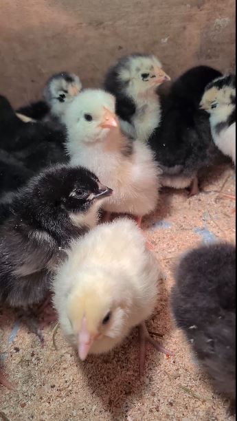 Веселье у цыплят. смотреть онлайн