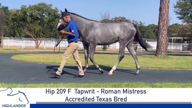HTC HIP 209-GRAY Or ROAN FILLY (TX)-(TAPWRIT X ROMAN MISTRESS By FUSAICHI PEGASUS)