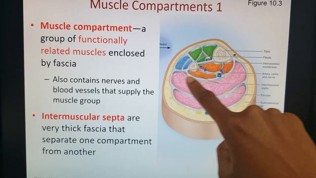 2020 Chapter 10 PowerPoint Highlights 1 of 1 смотреть онлайн