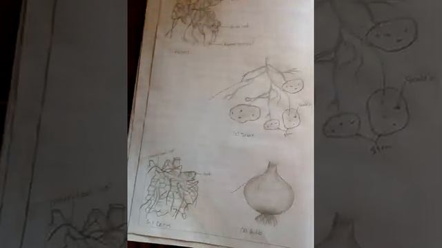 11th BOTANY PRACTICAL NOTE - BOOK смотреть онлайн