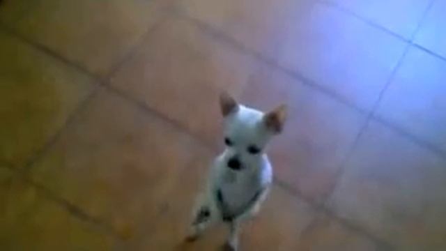 perrito bailando flamenco смотреть онлайн