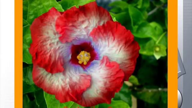 hibiscus смотреть онлайн