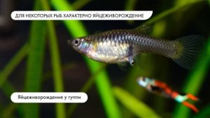 Размножение и развитие рыб