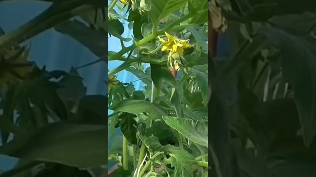 ПОДКОРМИТЕ ЭТИМ ТОМАТЫ. Самая мощная болтушка для МАКСИ УРРЖАЯ смотреть онлайн