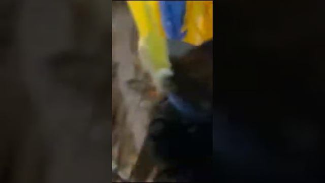 Festival da castanha em Terra Santa Pará, Pajé do boi Veludinho Artur Almeida #terrasanta смотреть онлайн