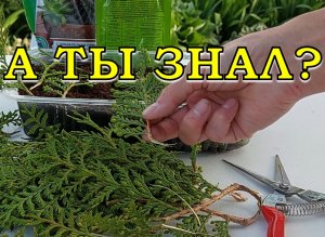 ТУИ: размножаем черенками пошагово???