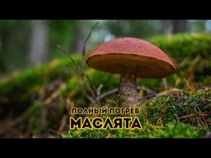 Любимые грибы -  МАЛЯТА. Полный погреб // Выпуск 6