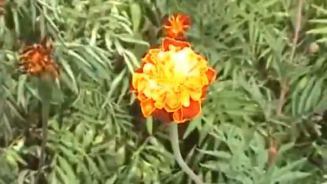 Цветы и пчелы смотреть онлайн