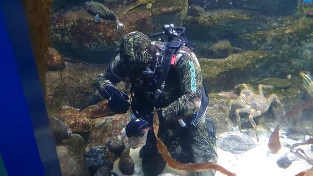 Москвариум. Кормление крабов.2020 смотреть онлайн