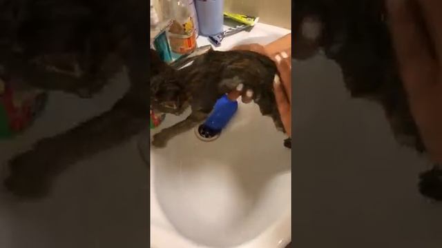 CITTEN PIKA HAVE A SHOWER, котенок Пика принимаеь душ, или как мыть котенка в раковине смотреть онлайн