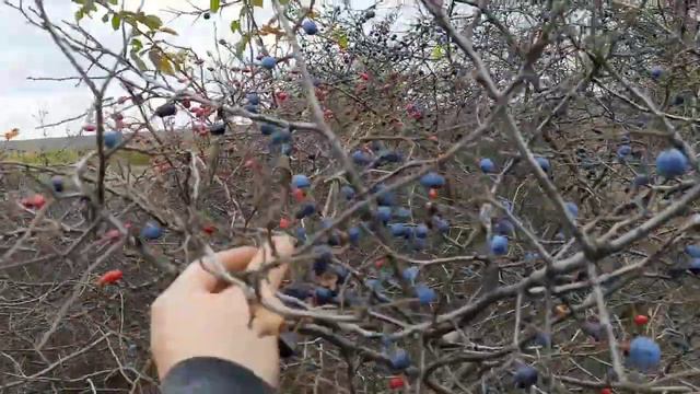 Супер добавки и витамыны для свиней, которые реально работают. Свиноводство, скот и птица смотреть онлайн