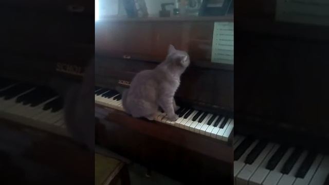 Кошка сома играет на. Пианино смотреть онлайн