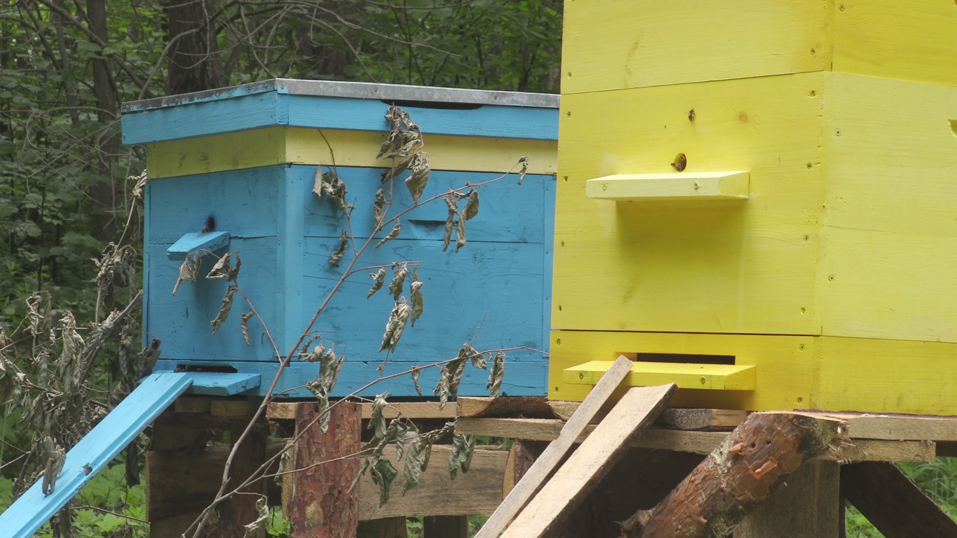 ПРИЛЕТЕЛ РОЙ ПЧЁЛ В ПУСТОЙ УЛЕЙ! ПОЙМАЛИ ПЧЁЛ!.mp4 смотреть онлайн