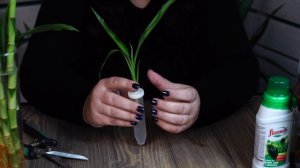 Как вырастить бамбук счастья у себя дома ? Драцена Сандера домашние растения