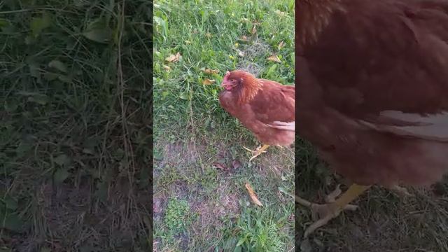 Курица не может клевать смотреть онлайн