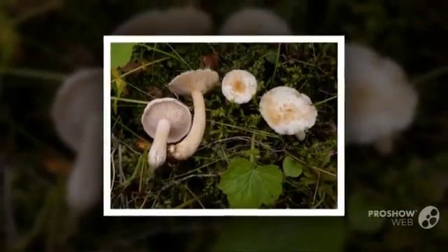 Lactarius scoticus - fungi kingdom смотреть онлайн