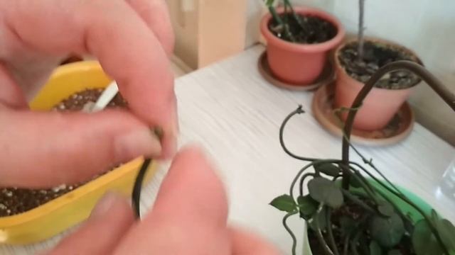 После пересадки обрезала и на черенковала Церопегию Сандерсона смотреть онлайн