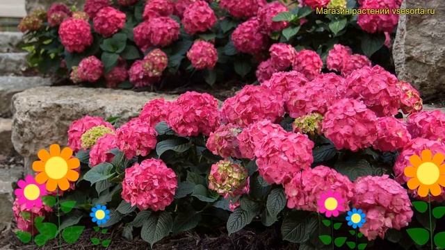 Гортензия крупнолистная Эндлес саммер лав. Краткий обзор hydrangea macrophylla Endless Summer Love смотреть онлайн