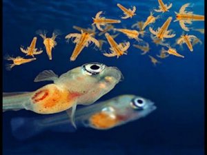 Разведение артемии [Живой корм для аквариумных рыбок]