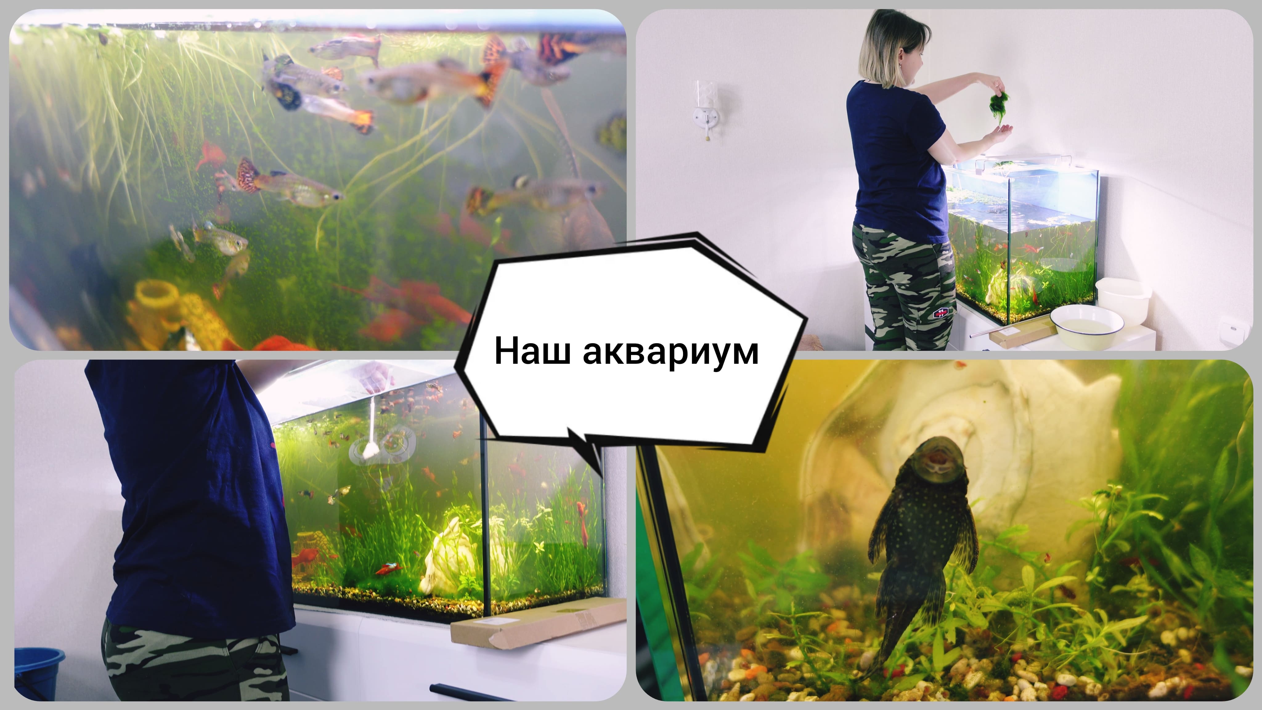 Аквариум не чистили 30 дней ? Что с ним стало? ? смотреть онлайн