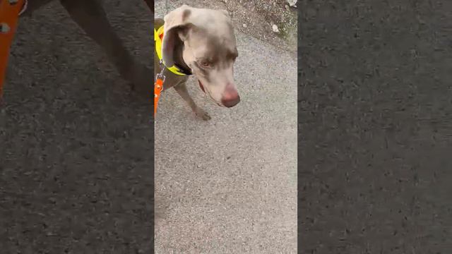 #weimaraner #pes #animals #dog #walking#walking смотреть онлайн