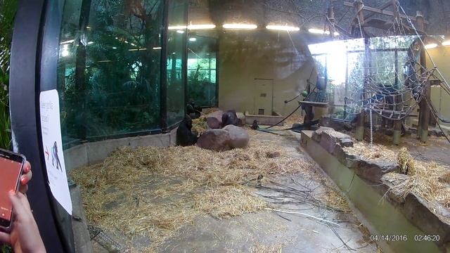 Artis Zoo, Amsterdam смотреть онлайн