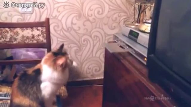кошка против дисковод смотреть онлайн