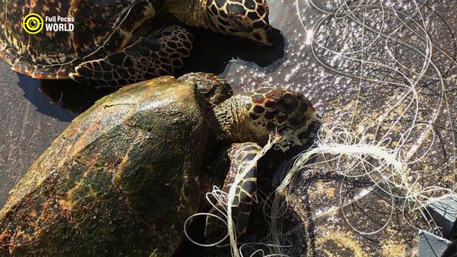 Top 10 Most ENDANGERED ANIMALS In The World 2024 - Endangered Species