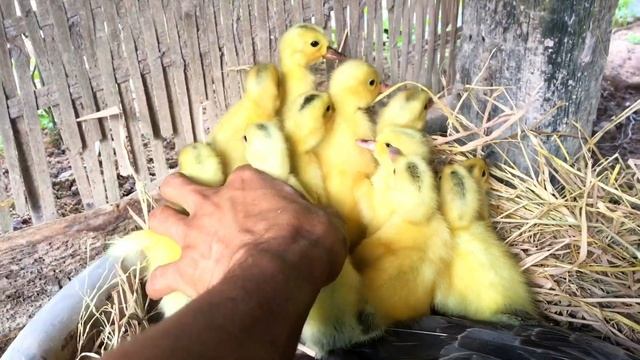Cute pekin ducklings hatching - New duck hatched смотреть онлайн